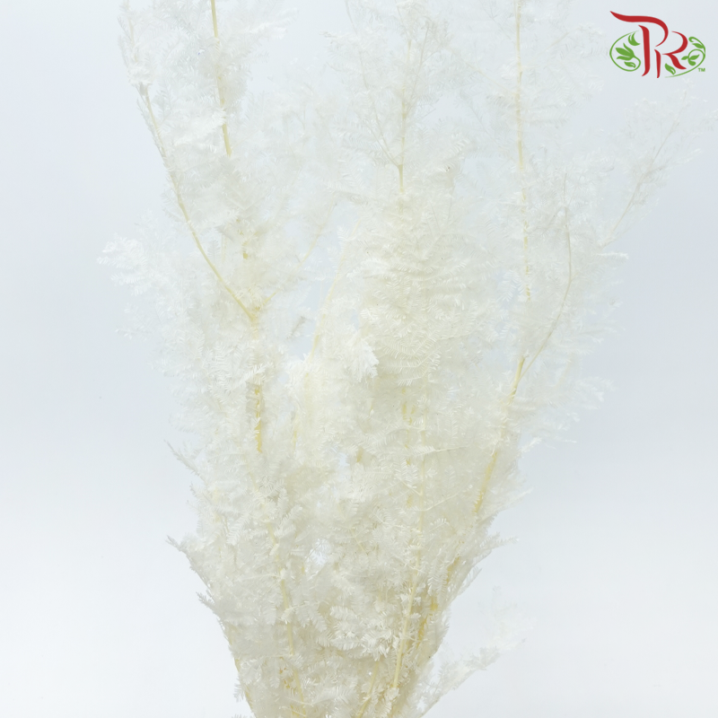 Dry Olive Leaf