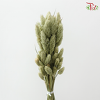 Dry Phalaris