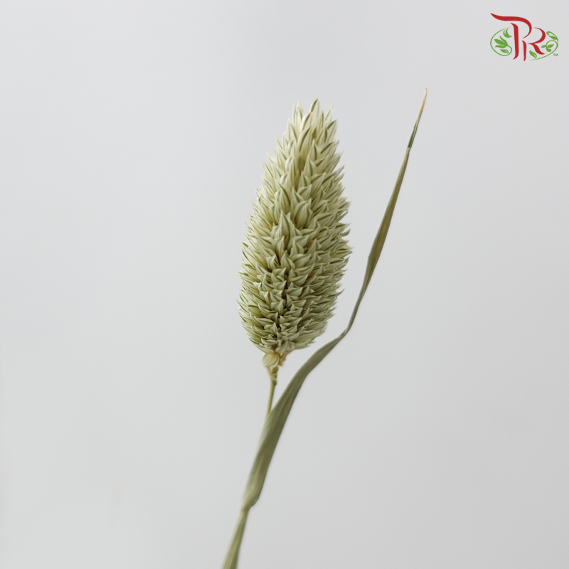 Dry Phalaris