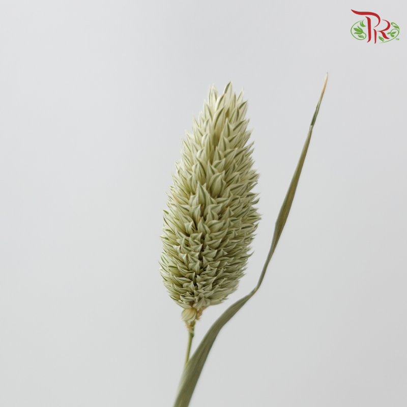 Dry Phalaris