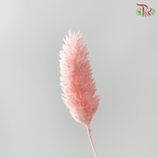 Dry Phalaris