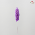 Dry Phalaris