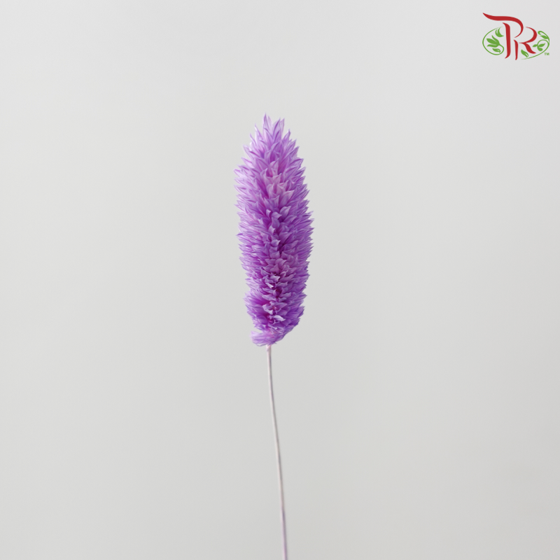 Dry Phalaris