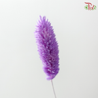 Dry Phalaris