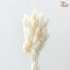 Dry Phalaris