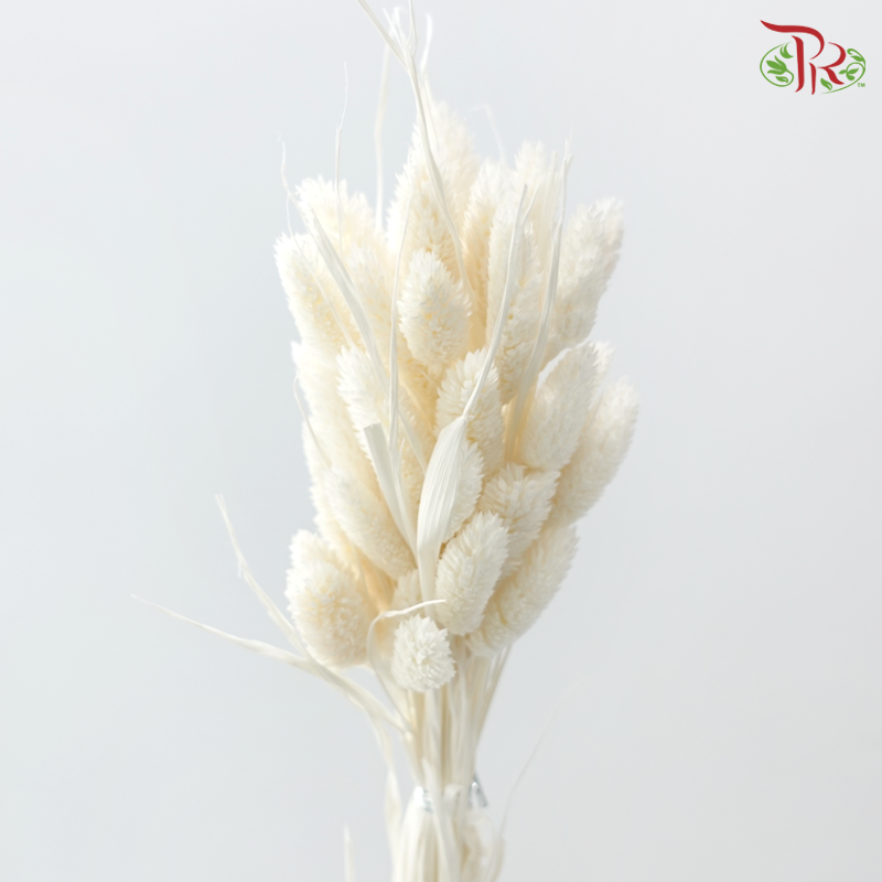 Dry Phalaris
