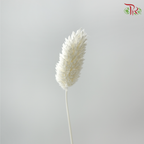 Dry Phalaris