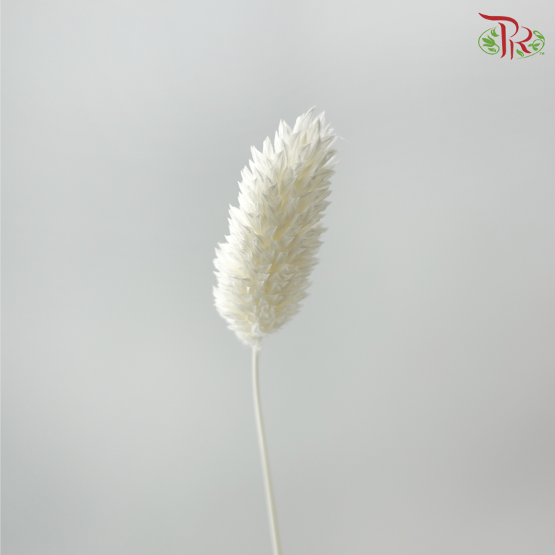 Dry Phalaris