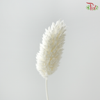 Dry Phalaris