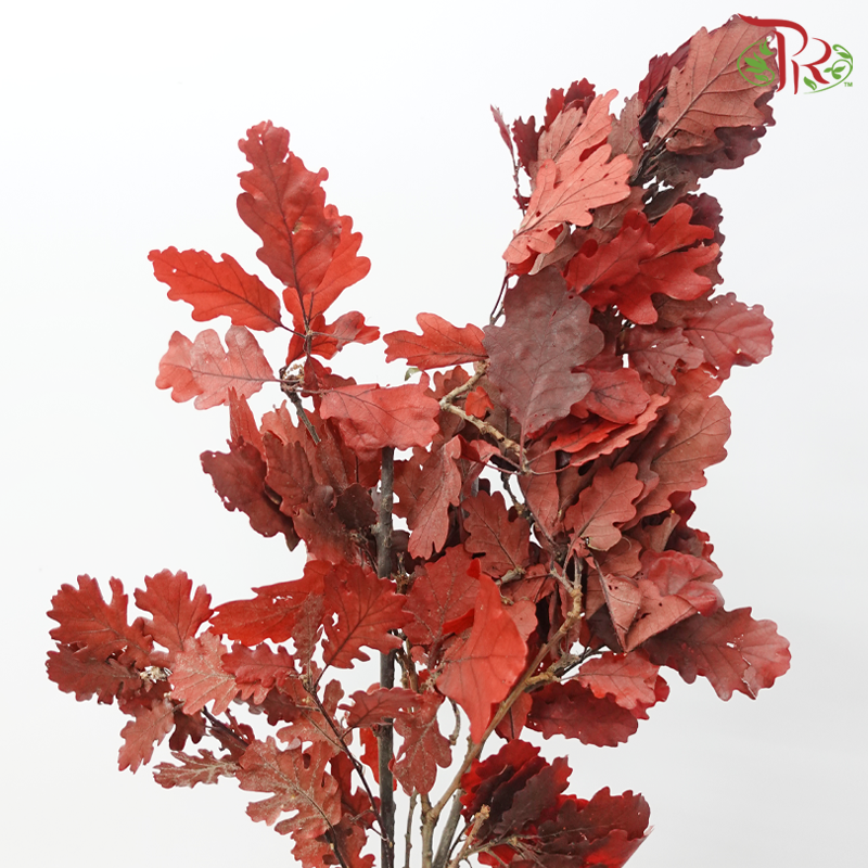 Dry Quercus