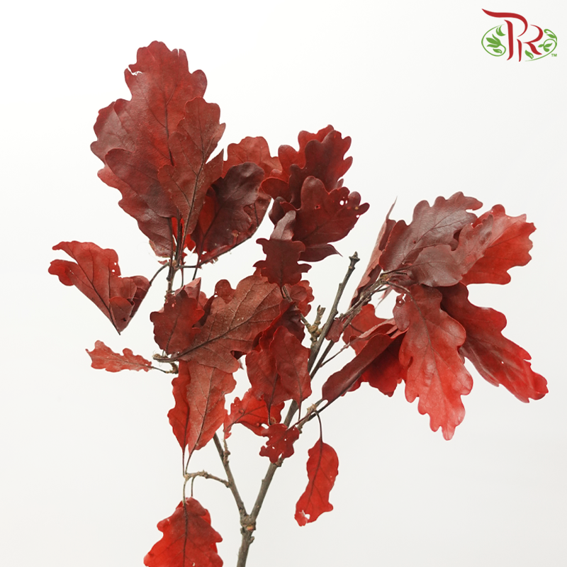 Dry Quercus