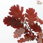 Dry Quercus