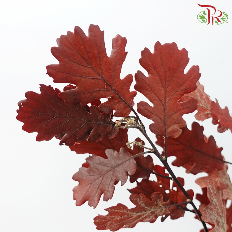 Dry Quercus