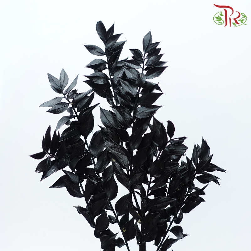 Dry Ruscus