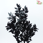 Dry Ruscus