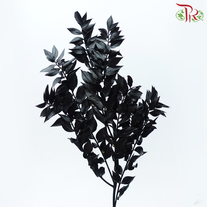 Dry Ruscus