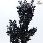 Dry Ruscus
