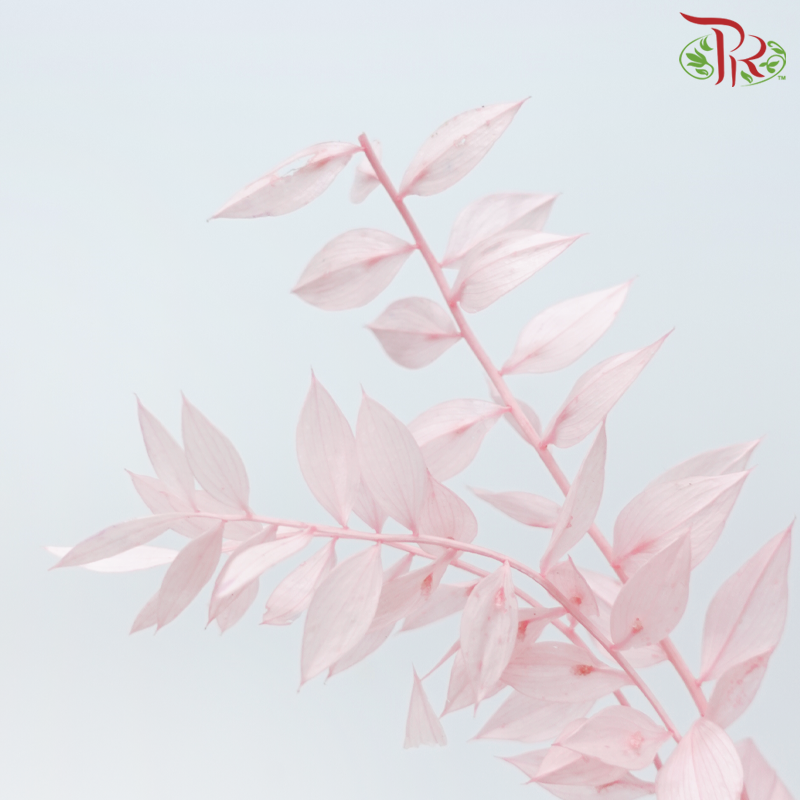 Dry Ruscus