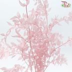 Dry Ruscus