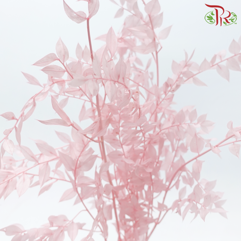 Dry Ruscus