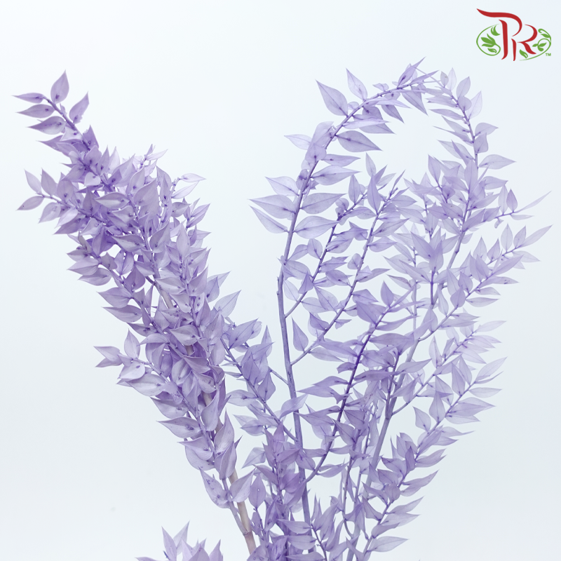 Dry Ruscus