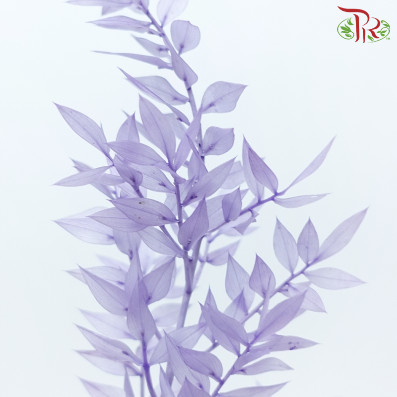 Dry Ruscus