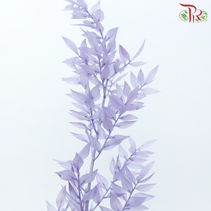 Dry Ruscus