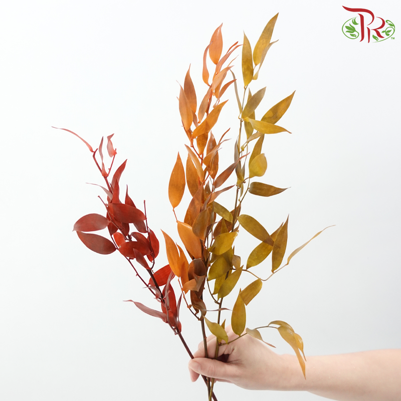 Dry Ruscus Bleached