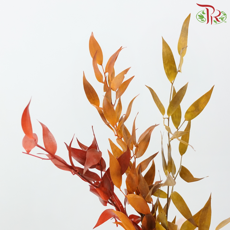 Dry Ruscus Bleached