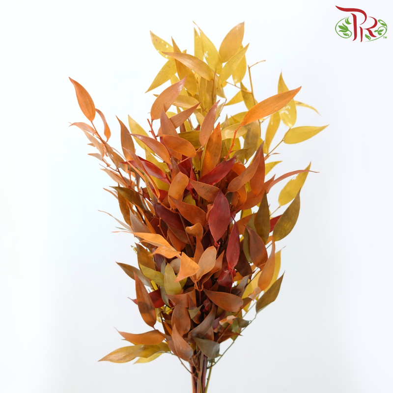 Dry Ruscus Bleached