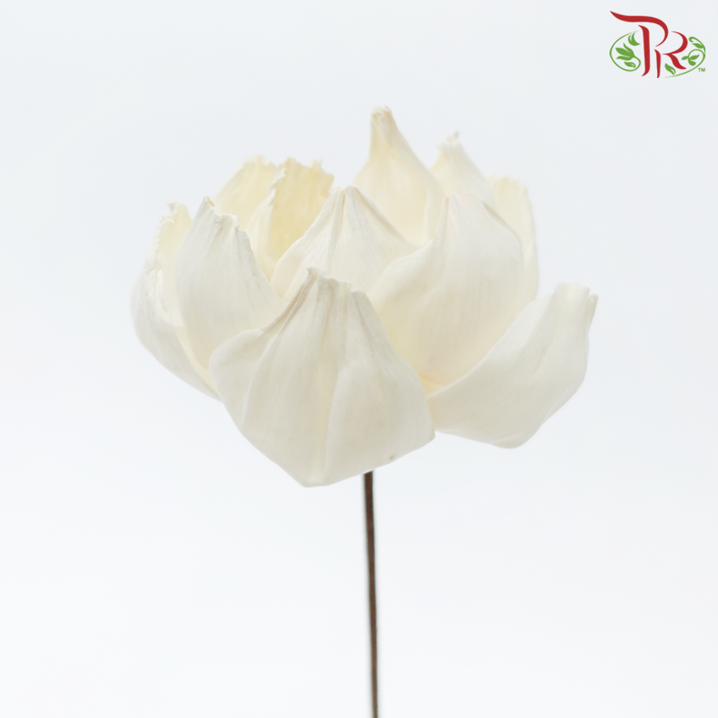 Dried Sola Wood Peony Flower (2 stems)