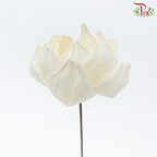 Dried Sola Wood Peony Flower (2 stems)