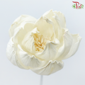 Dried Sola Wood Peony Flower (2 stems)