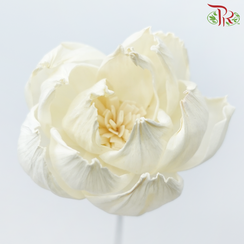 Dried Sola Wood Peony Flower (2 stems)