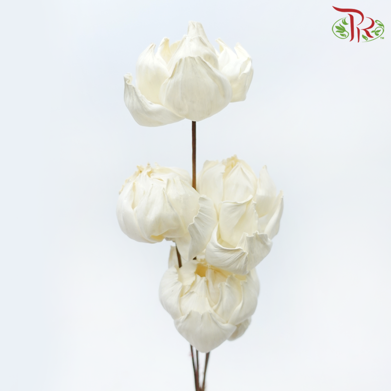 Dry Peony