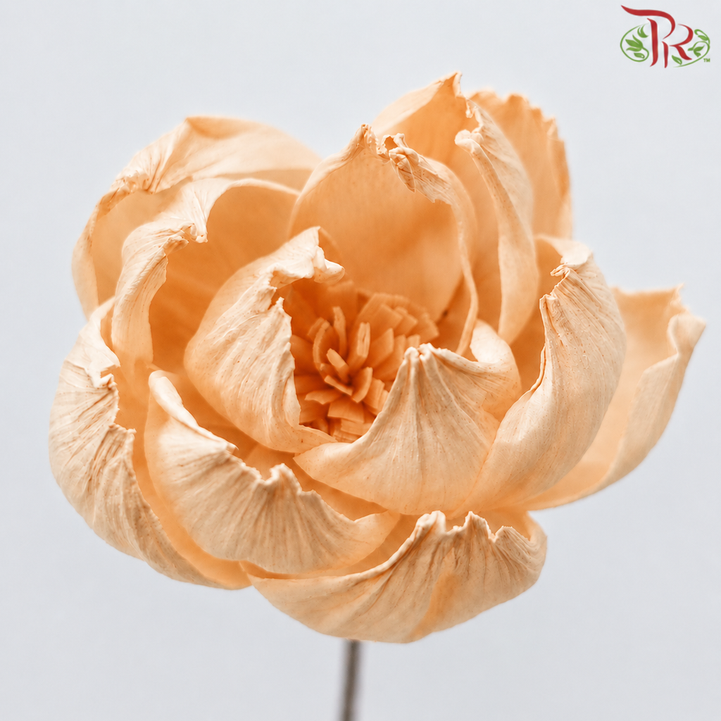 Dried Sola Wood Peony Flower (2 stems)