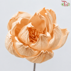 Dried Sola Wood Peony Flower (2 stems)