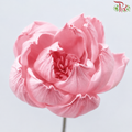 Dried Sola Wood Peony Flower (2 stems)