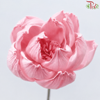 Dried Sola Wood Peony Flower (2 stems)