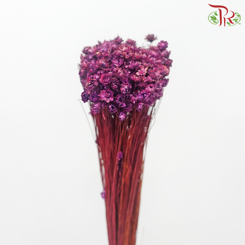 Dry Star Flower