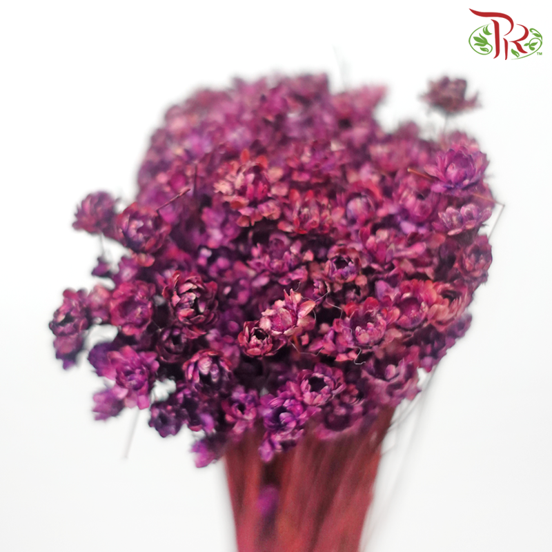 Dry Star Flower