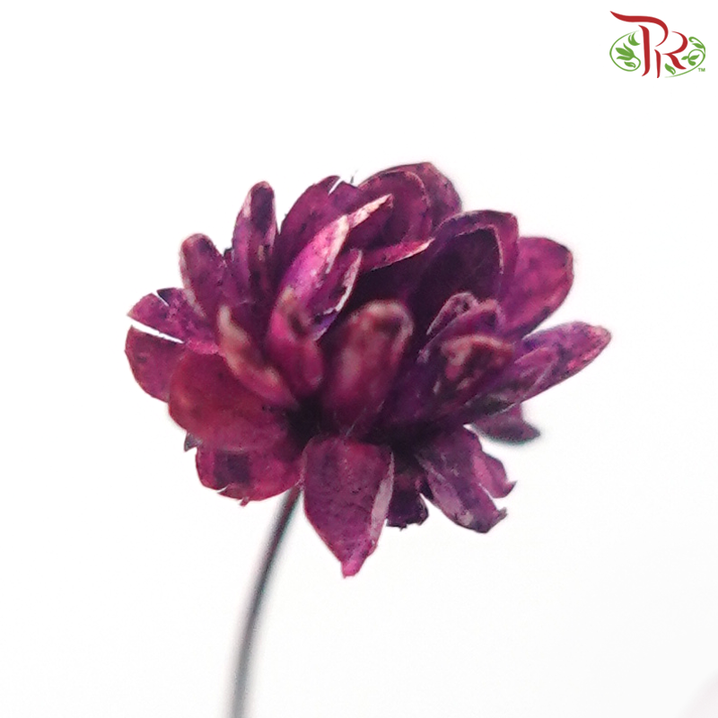 Dry Star Flower