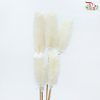 Dry Teasel (Dipsacus)