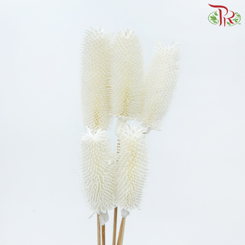 Dry Teasel (Dipsacus)