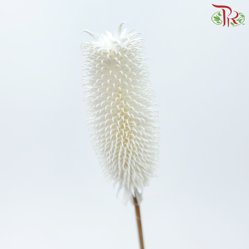 Dry Teasel (Dipsacus)