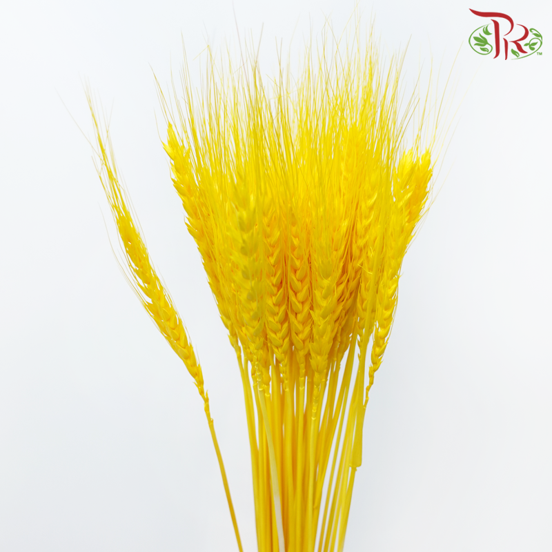 Dry Dyed Wheatgrass / Tarwe