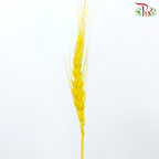 Dry Dyed Wheatgrass / Tarwe