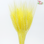 Dry Dyed Wheatgrass / Tarwe