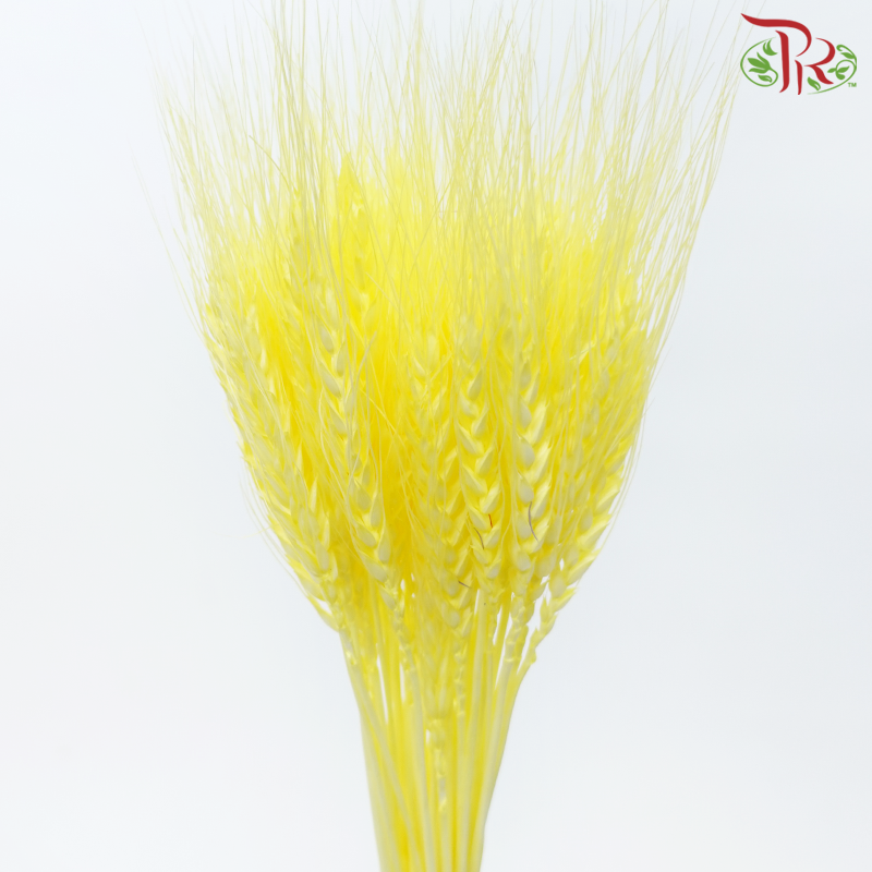 Dry Dyed Wheatgrass / Tarwe