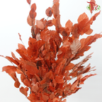 Dry Copper Beech Fagus